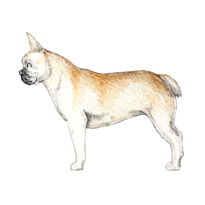 weißer-Hintergrund_französische-Bulldogge_Illustrationen-für-Hundeblogger_Aram-und-Abra-300x300 Kräuter für Hunde - Die Bio-Wiese
